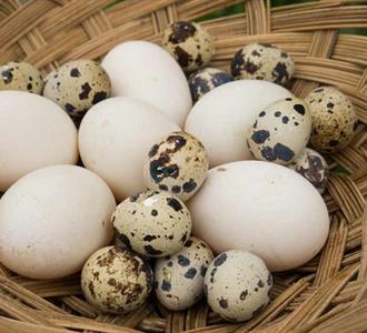 مقایسه ارزش تغذیه ای تخم پرندگان مختلف